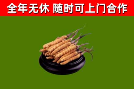 涞水县烟酒回收冬虫夏草.jpg