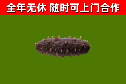 涞水县回收海参干